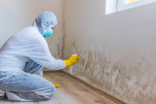 Licensed Black Mold Removal service in Boalsburg, PA - WQB Mold Removal